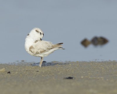 Snowy Plover, Dauphin Island, AL, April 2013