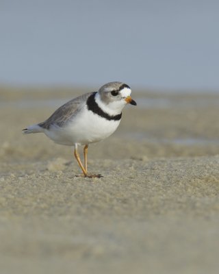 Piping Plover, Dauphin Island, AL, April 2013