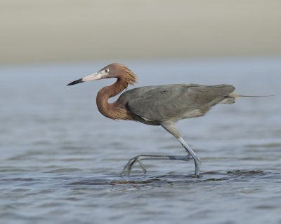 Reddish Egret, Dauphin Island, AL, April 2013