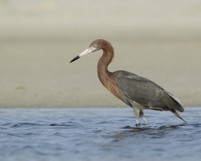 Reddish Egret, Dauphin Island, AL, April 2013
