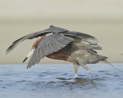 Reddish Egret, Dauphin Island, AL, April 2013