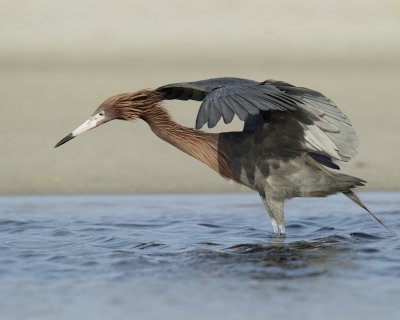Reddish Egret, Dauphin Island, AL, April 2013