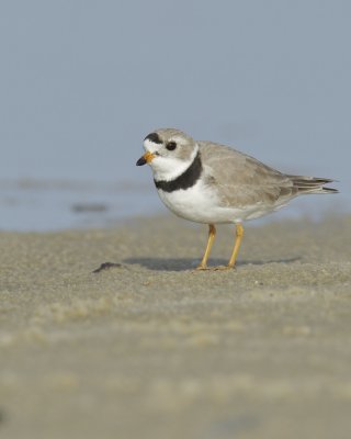 Piping Plover, Dauphin Island, AL, April 2013