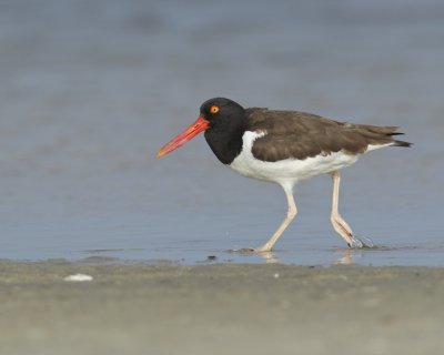 American Oystercatcher, Dauphin Island, AL, April 2013