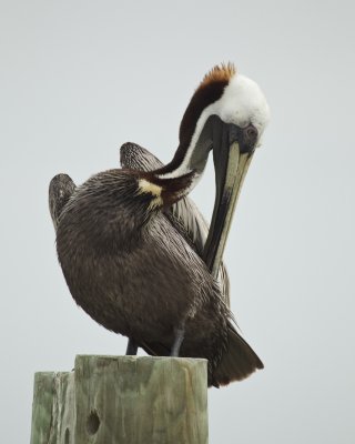 Pelicans, Cormorants and Allies
