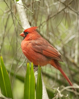 Northern Cardinal, Dauphin Island, AL, April 2013