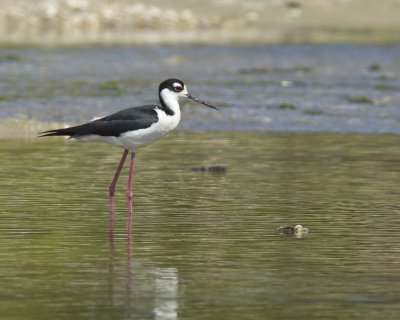 Black-necked Stilt, Bayou La Batre, AL, April 2013