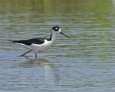 Black-necked Stilt, Bayou La Batre, AL, April 2013