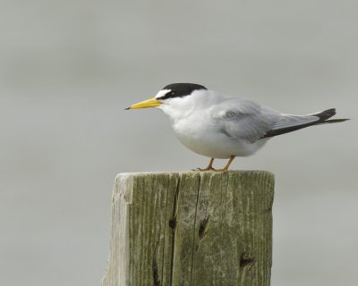Least Tern, Bayou La Batre, AL, April 2013