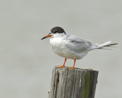 Forster's Tern, Bayou La Batre, AL, April 2013