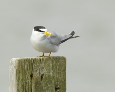 Least Tern, Bayou La Batre, AL, April 2013