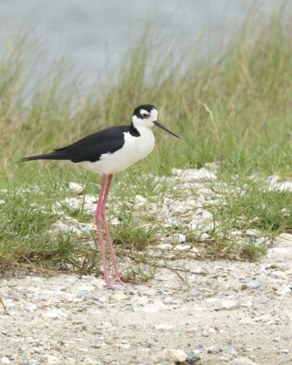 Black-necked Stilt, Bayou La Batre, AL, April 2013