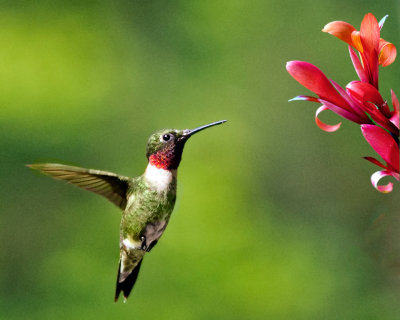 Hummingbird on Canna