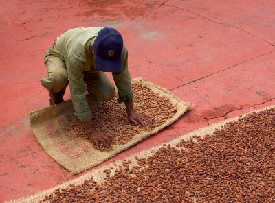 Drying Cacao-6