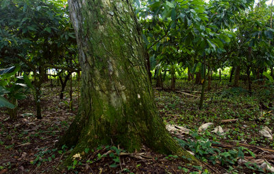 Cacao Trees-2