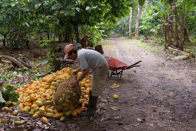 Picking Cacao-2