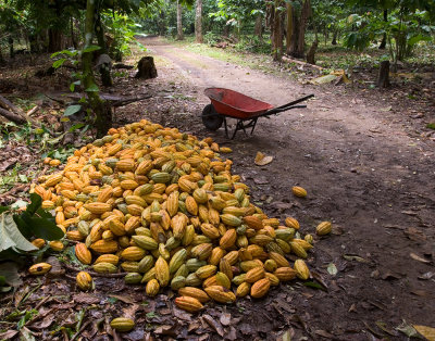 Picking Cacao-3