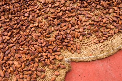 Drying Cacao-5