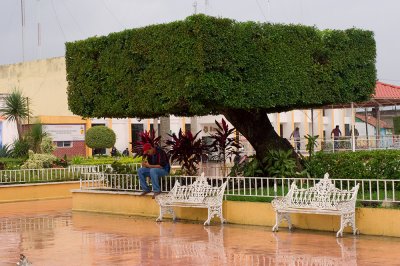 Guy under Square Tree