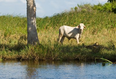 12132006-Punta Manglar-Z-106