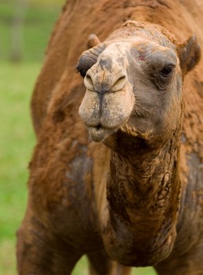 Camel