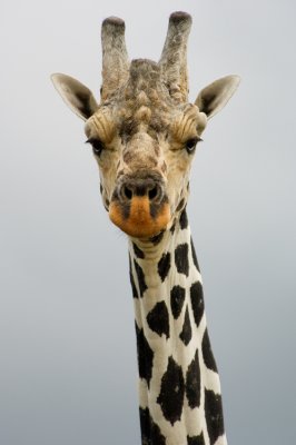 Giraffe-2