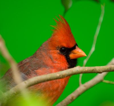 Cardinal-Male-2