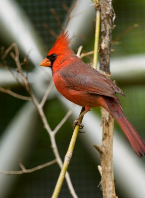 Cardinal-Male