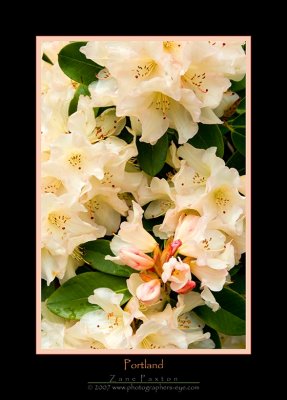 4222007-Portland-Z-Rhododendron