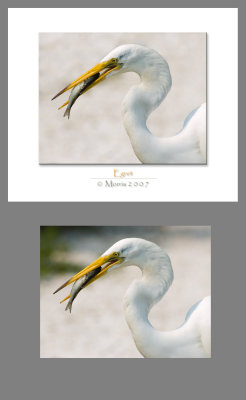 Egret-Big Gulp-Morris.jpg