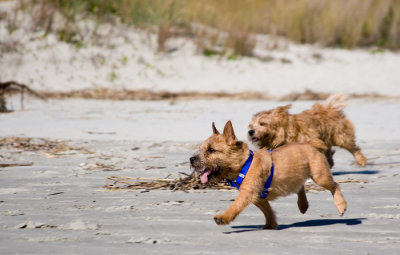 Remley and Cousin Cutter Run Free