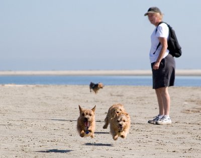 Three Airborne Terriers!