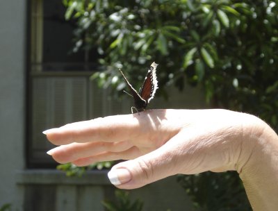 becky's butterfly kisses