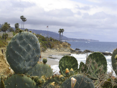 prickly pears