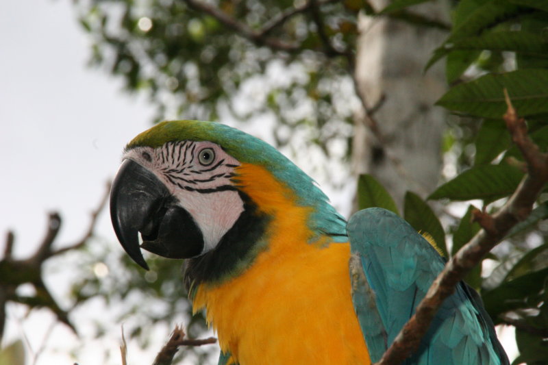 Macaws are the largest birds in the parrot family