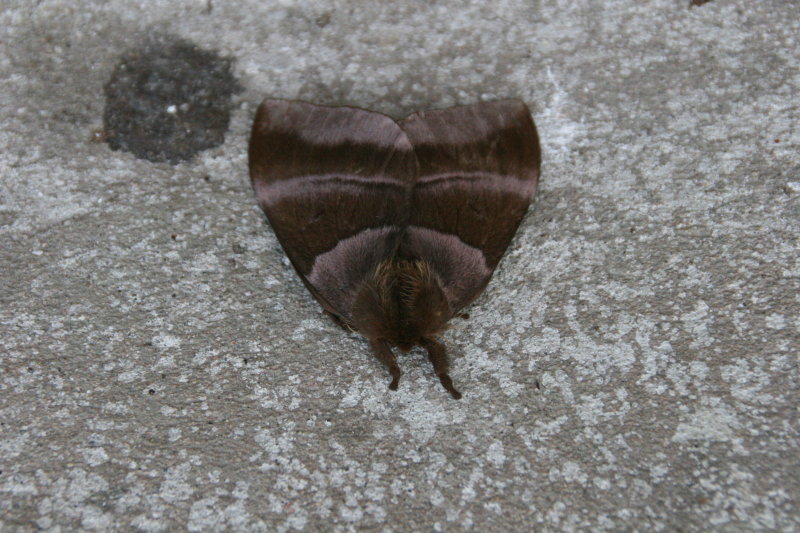 giant moth