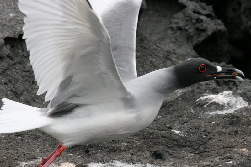 swallow-tailed gull