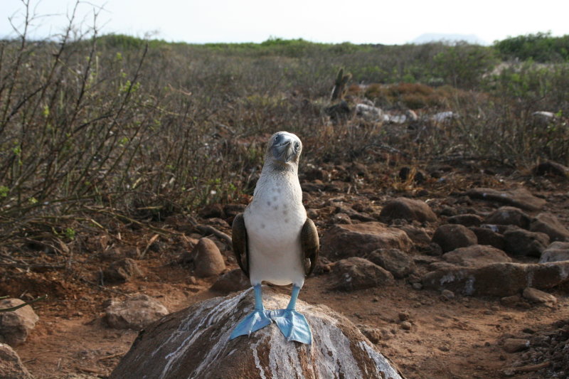 sad looking booby... maybe lonely as no mate?