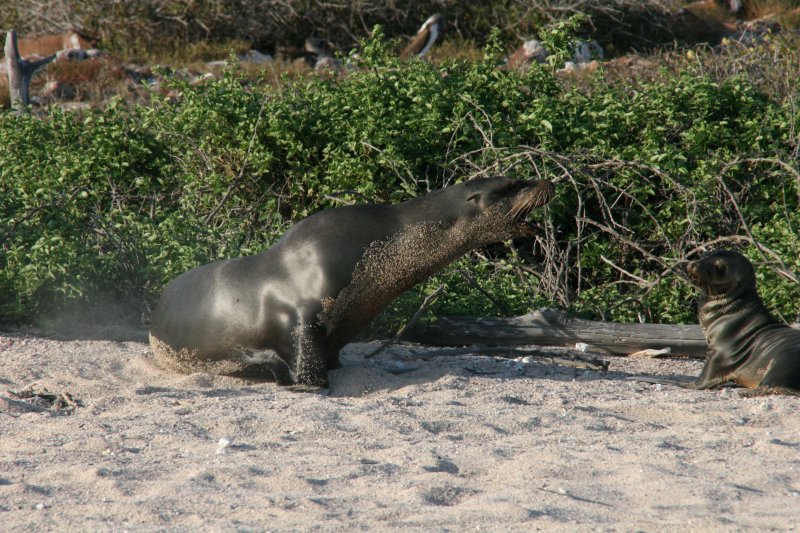 sealions