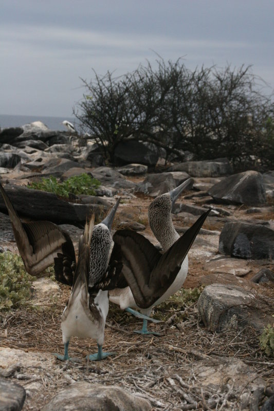 blue-footed boobies mating ritual