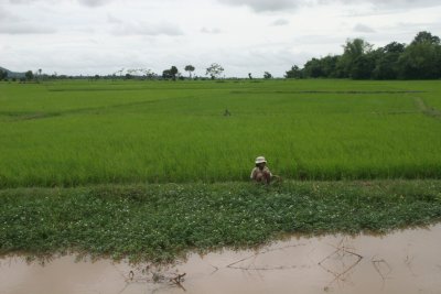 rice fields in South Cambodia