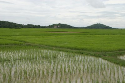 rice fields in South Cambodia