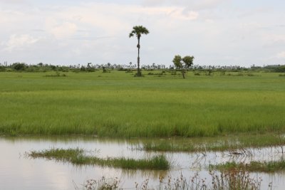 rice fields in South Cambodia