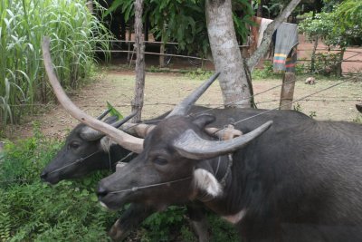 Cambodian ox-cart