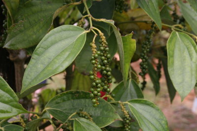 Cambodian pepper plantation nr 666