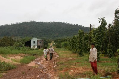 Cambodian pepper plantation nr 666