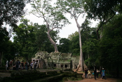 Ta Prohm has been left in much the same condition in which it was found: trees growing out of ruins in jungle surroundings