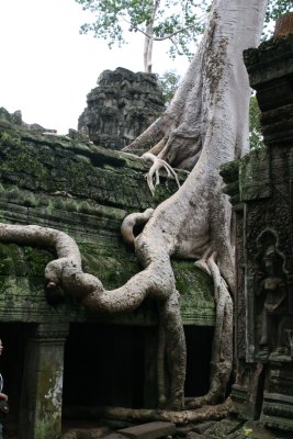 Ta Prohm is a temple built in the Bayon style largely in the late 12th century