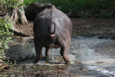 Cambodian ox