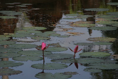 lotus flowers